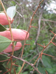 Dasyphyllum popayanense