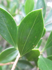 Dasyphyllum popayanense