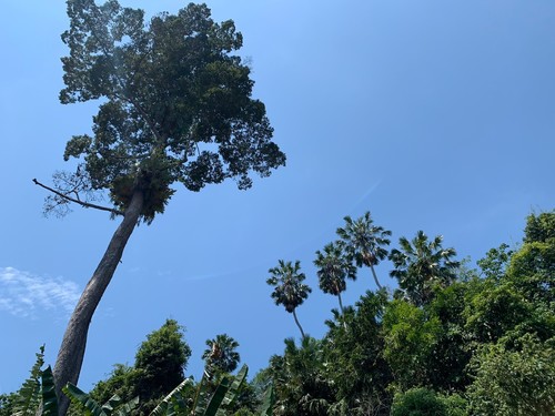 Anahaw (Livistona speciosa)