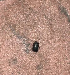 Dyscinetus morator