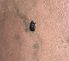 Dyscinetus morator