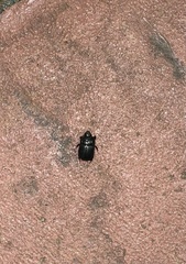 Dyscinetus morator