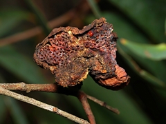 Apiomorpha spinifer