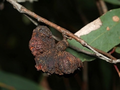 Apiomorpha spinifer
