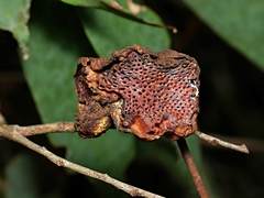 Apiomorpha spinifer