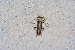 Podabrus flavicollis