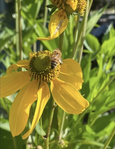 Apis mellifera image
