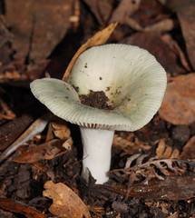 Russula iterika
