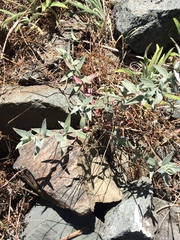 Epilobium septentrionale