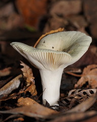 Russula iterika
