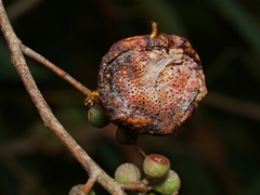 Apiomorpha spinifer