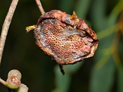 Apiomorpha spinifer