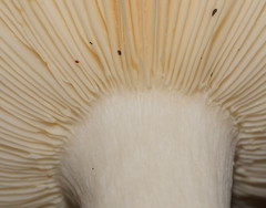 Russula iterika