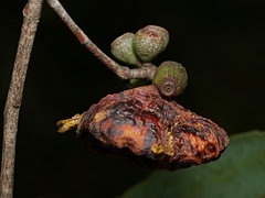 Apiomorpha spinifer