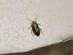 Neocapsus