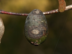 Apiomorpha conica
