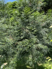 Libocedrus
