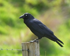 Corvus tasmanicus