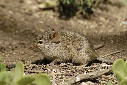 Griselda's Striped Grass Mouse (Lemniscomys griselda) — Least Concern Mammalia