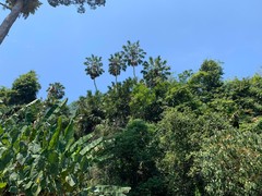 (c) Utain Pummarin, some rights reserved (CC BY) Livistona speciosa, photograph (c) Utain Pummarin, some rights reserved (CC BY)