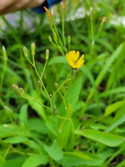 Ixeris chinensis