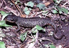 Notophthalmus meridionalis