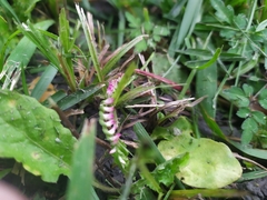 Spiranthes sinensis