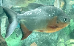 Piaractus brachypomus