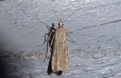 Eudonia leptalaea