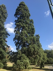 Sequoiadendron giganteum