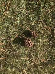 Sequoiadendron giganteum