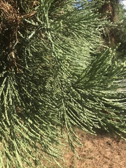 Sequoiadendron giganteum