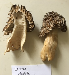 Morchella populiphila