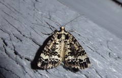 Pseudocoremia leucelaea