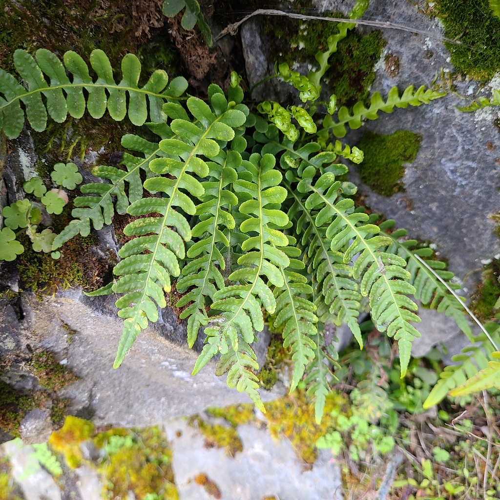 irregular polypody