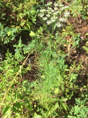 Ptilimnium capillaceum