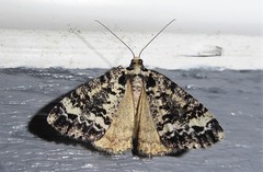 Pseudocoremia leucelaea