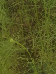 Ptilimnium capillaceum