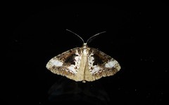 Pseudocoremia leucelaea