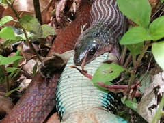 Pseudoboa neuwiedii