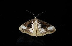 Pseudocoremia leucelaea