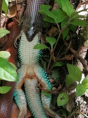 Pseudoboa neuwiedii