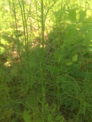 Ptilimnium capillaceum