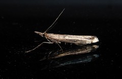 Orocrambus cyclopicus