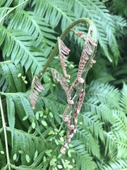 Woodwardia orientalis