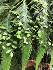 Woodwardia orientalis