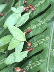 Woodwardia orientalis