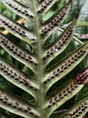 Woodwardia orientalis