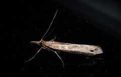 Orocrambus cyclopicus