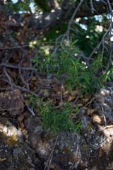 Baccharis plummerae plummerae